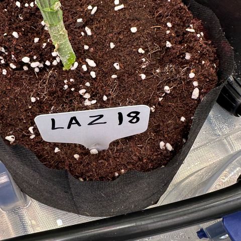 CxLAZ #16 50.72g growlog timeline photo