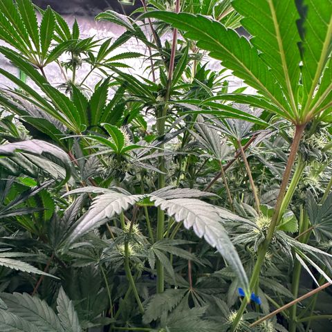 CxLAZ #31 58.75g growlog timeline photo