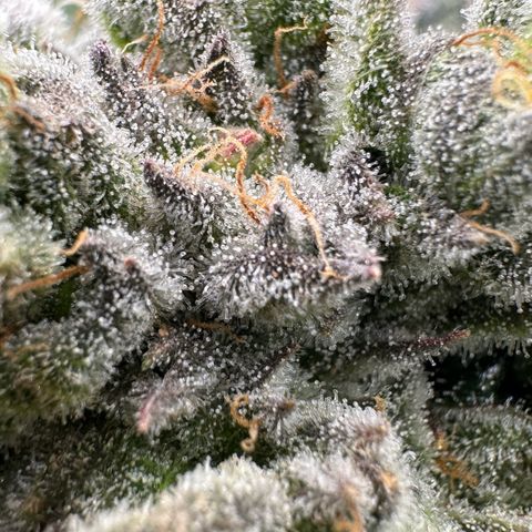 Misc x (LA Kush x Zkittles) #26 60.7g growlog timeline photo