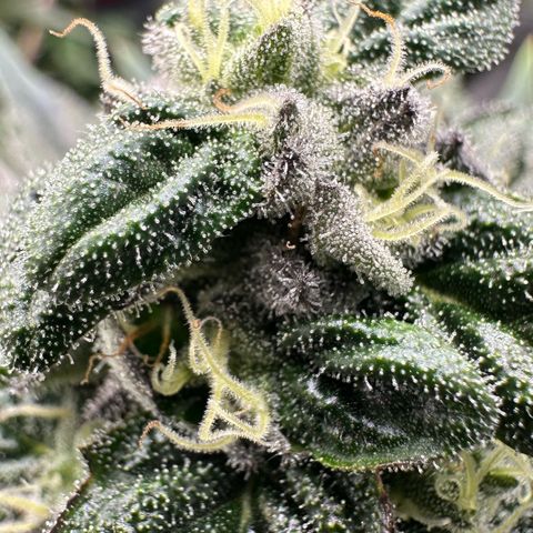 Misc x (LA Kush x Zkittles) #05 growlog timeline photo