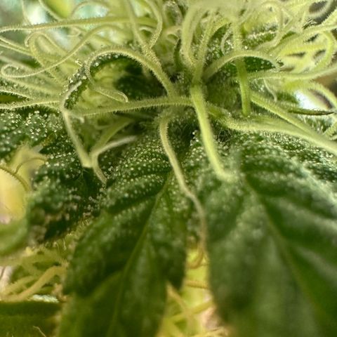 Misc x (LA Kush x Zkittles) #10 growlog timeline photo