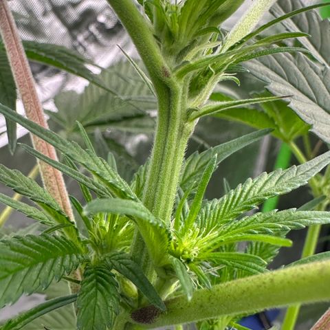 CxLAZ #16 50.72g growlog timeline photo