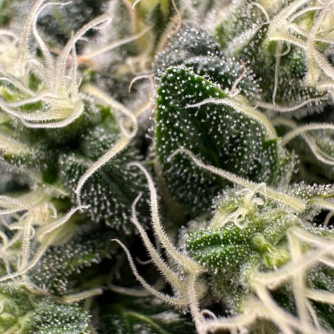 Misc x (LA Kush x Zkittles) #08 growlog timeline photo