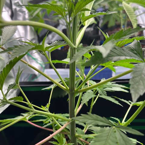 CxLAZ #16 50.72g growlog photo: Lollipoped