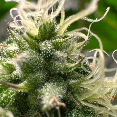 CxLAZ #31 58.75g growlog timeline photo