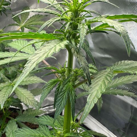 Auto Think Different  #1 growlog timeline photo