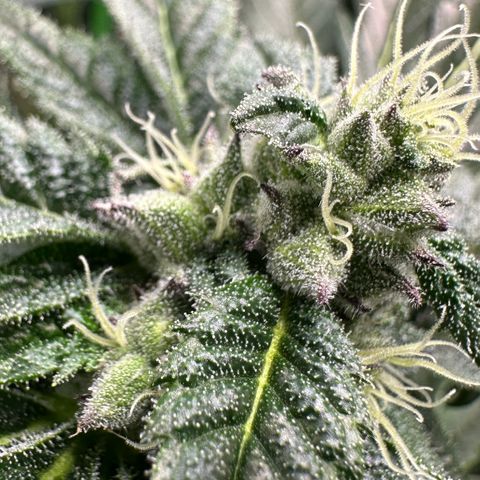 Misc x (LA Kush x Zkittles) #22 34.14g growlog timeline photo