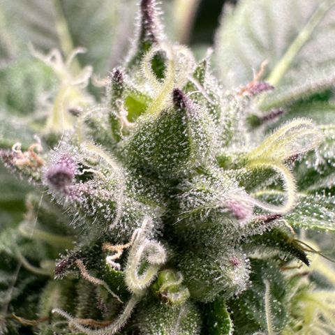 Misc x (LA Kush x Zkittles) #37 42.26g growlog timeline photo