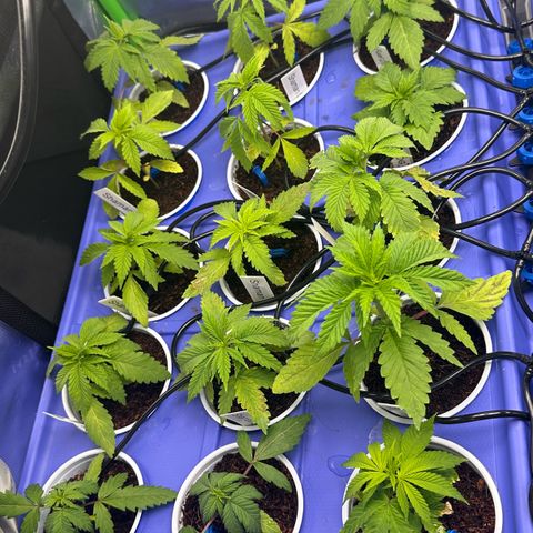 Shaman growlog timeline photo