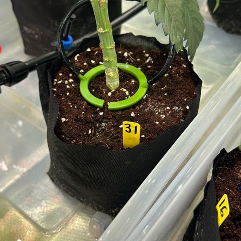 CxLAZ #16 50.72g growlog timeline photo