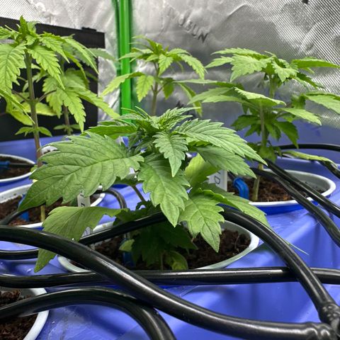 Fuel D.OG #1 Female 47.36g growlog timeline photo