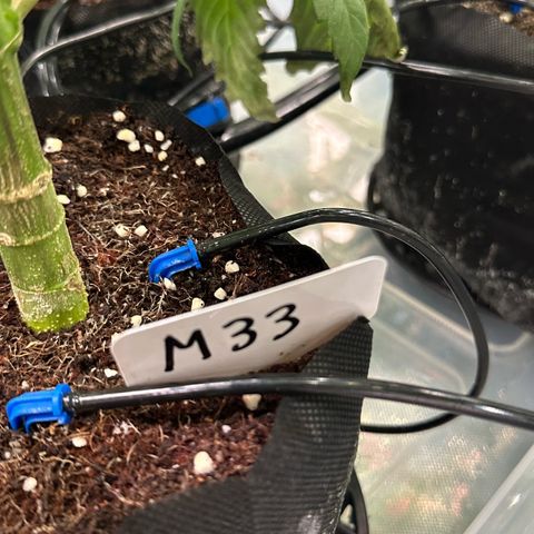 Misc x (LA Kush x Zkittles) #33 19.08g growlog timeline photo