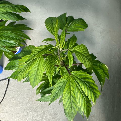 MiscxLAZ 5-4 34.63g growlog timeline photo