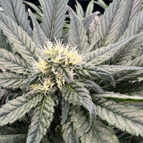 Misc x (LA Kush x Zkittles) #27 33.12g growlog timeline photo