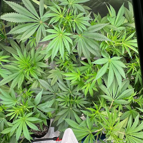 CxLAZ #16 50.72g growlog timeline photo
