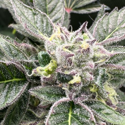 Misc x (LA Kush x Zkittles) #37 42.26g growlog timeline photo