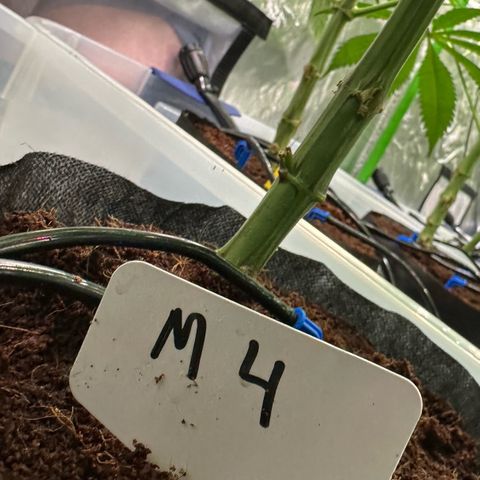 Misc x (LA Kush x Zkittles) #04 10.54g growlog photo: Pollenated bud site