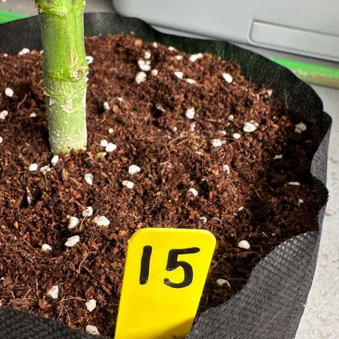 CxLAZ #16 50.72g growlog timeline photo