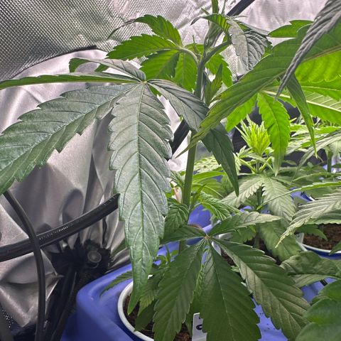 MiscxLAZ #26 C #1 47.15g growlog timeline photo