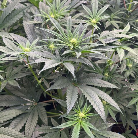 Misc x (LA Kush x Zkittles) #26 60.7g growlog timeline photo