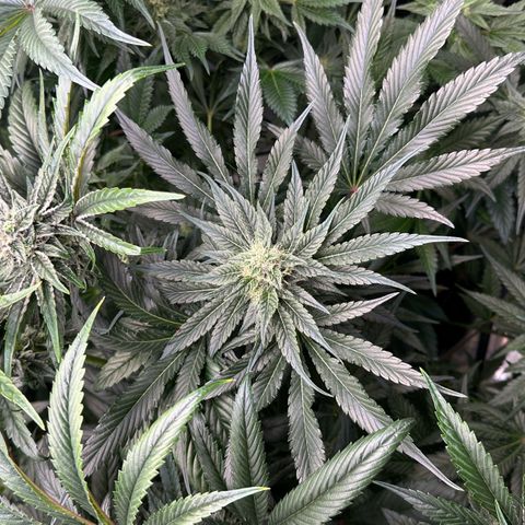 CxLAZ #06 growlog timeline photo