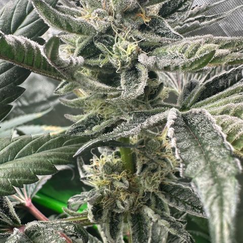 Misc x (LA Kush x Zkittles) #34 15.68g growlog timeline photo