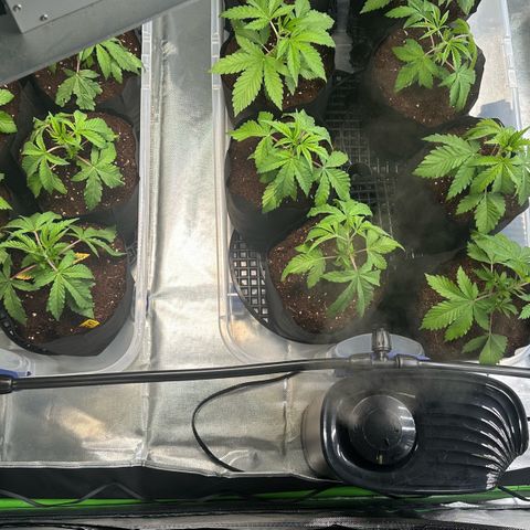 Misc x (LA Kush x Zkittles) #26 60.7g growlog timeline photo