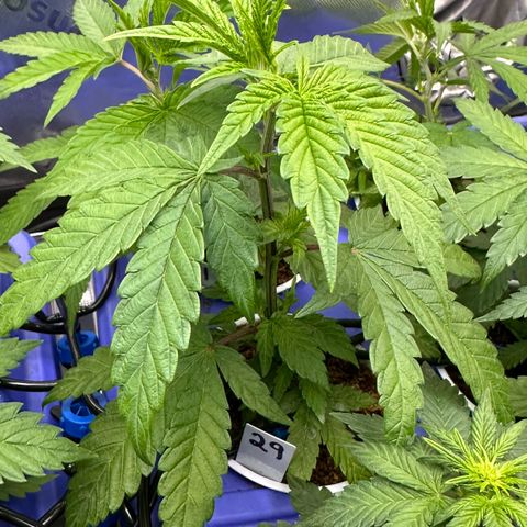 MiscxLAZ #29 C growlog timeline photo