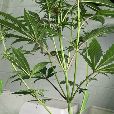 CxLAZ #16 50.72g growlog timeline photo