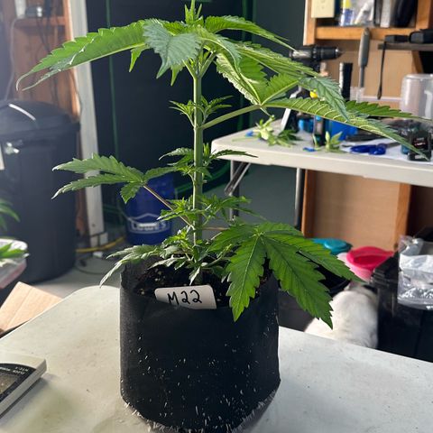 CxLAZ #16 50.72g growlog photo: Lollipoped