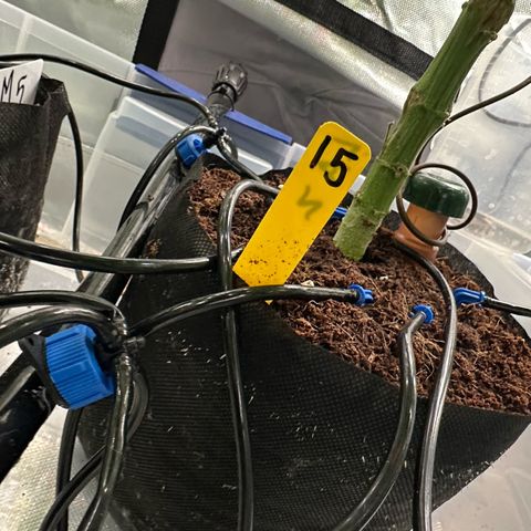 CxLAZ #15 52g growlog timeline photo