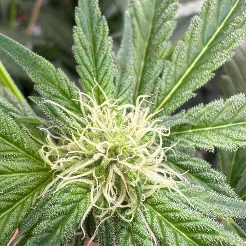 CxLAZ #16 50.72g growlog photo: Pollenated bud site 24hr later