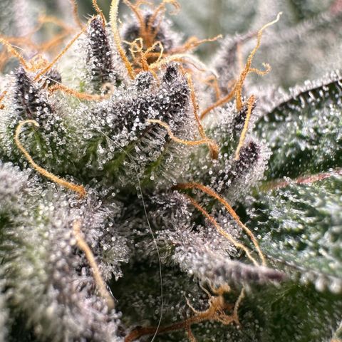 Misc x (LA Kush x Zkittles) #28 13.53g growlog timeline photo