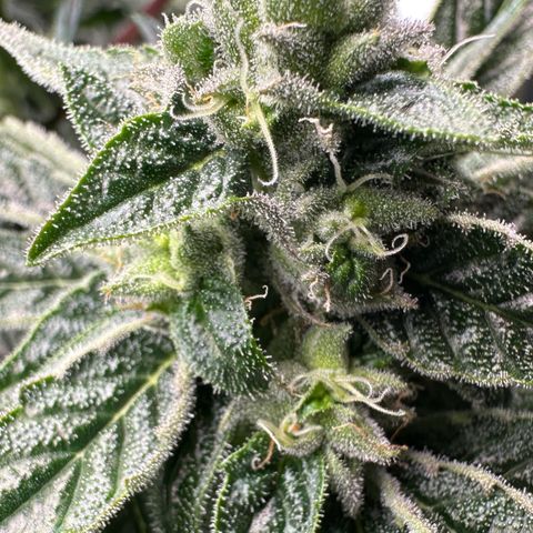 Misc x (LA Kush x Zkittles) #26 60.7g growlog timeline photo