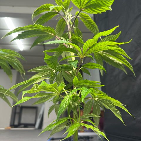 MiscxLAZ 5-4 34.63g growlog timeline photo