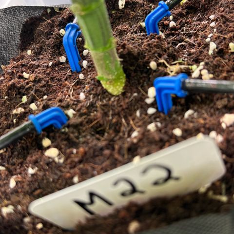 CxLAZ #16 50.72g growlog timeline photo
