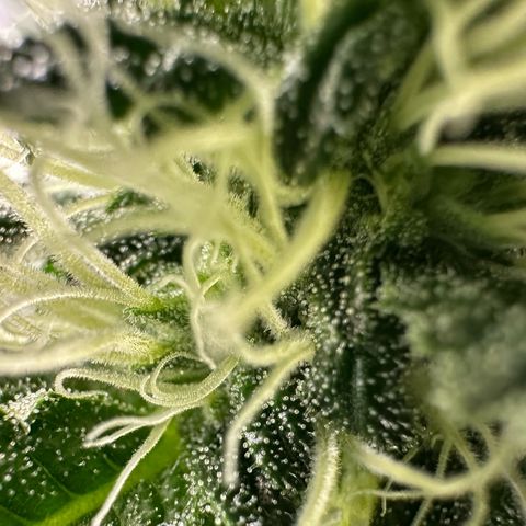 CxLAZ #15 52g growlog timeline photo