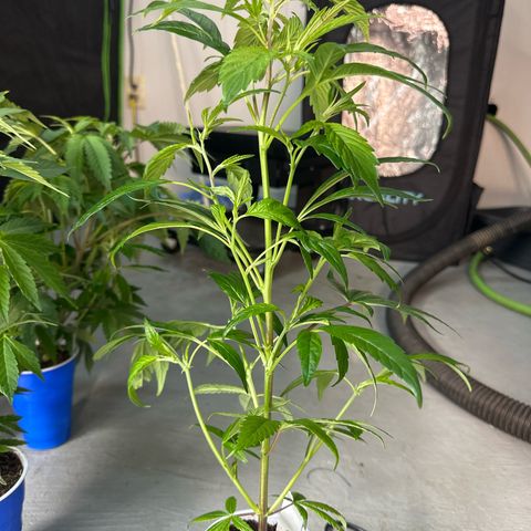 MiscxLAZ #26 C #2 growlog timeline photo