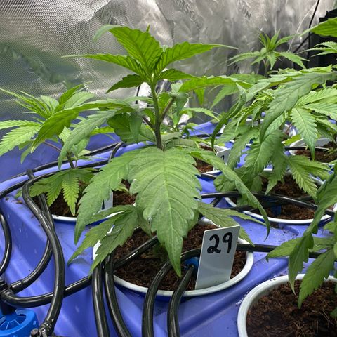 MiscxLAZ #29 C growlog timeline photo