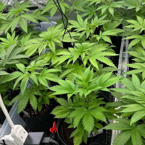 CxLAZ #16 50.72g growlog timeline photo