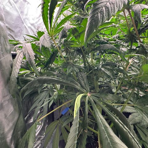 Misc x (LA Kush x Zkittles) #35 28.55g growlog timeline photo