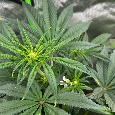 CxLAZ #16 50.72g growlog timeline photo