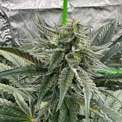 Misc x (LA Kush x Zkittles) #22 34.14g growlog timeline photo