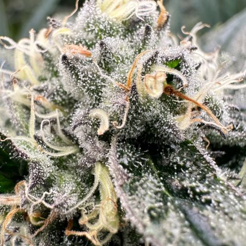 CxLAZ #31 58.75g growlog timeline photo