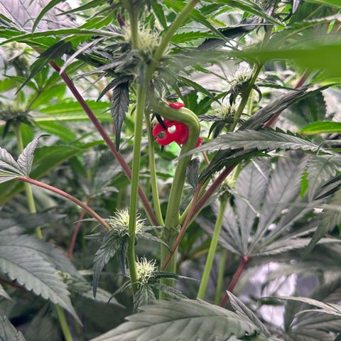 CxLAZ #15 52g growlog timeline photo