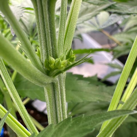 CxLAZ #16 50.72g growlog timeline photo