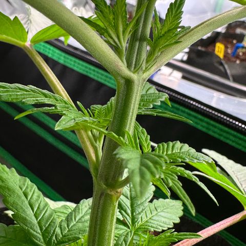 CxLAZ #16 50.72g growlog photo: Lollipoped