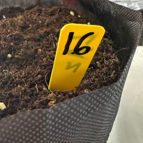 CxLAZ #16 50.72g growlog photo: Lollipoped
