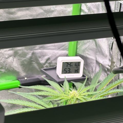 CxLAZ #16 50.72g growlog timeline photo