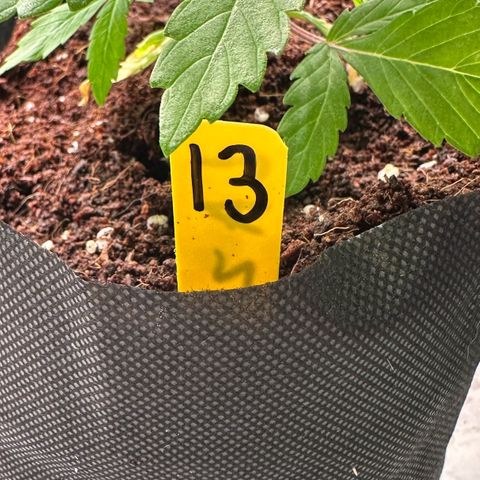 CxLAZ #16 50.72g growlog photo: Lollipoped